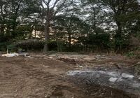 樹木伐採抜根
